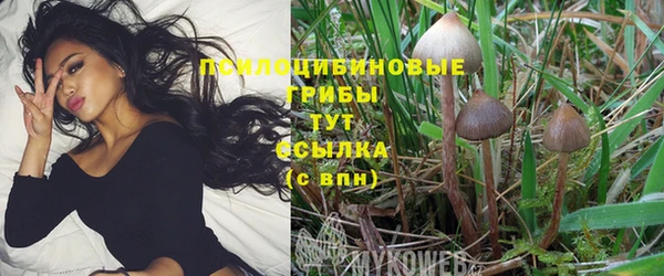 PSILOCYBIN Белокуриха